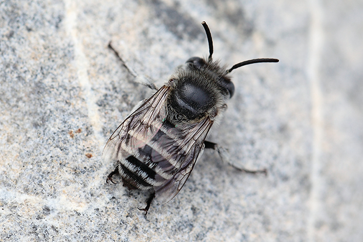 Apoideo da determinare: cfr. Anthophora bimaculata (Apidae Anthophorinae)